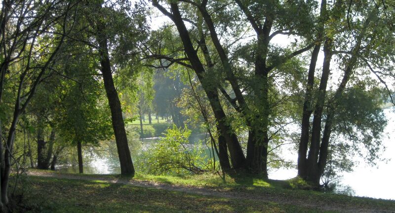 Uferbereich am Kronthaler Weiher mit Blick durch Büsche und Bäume auf den See