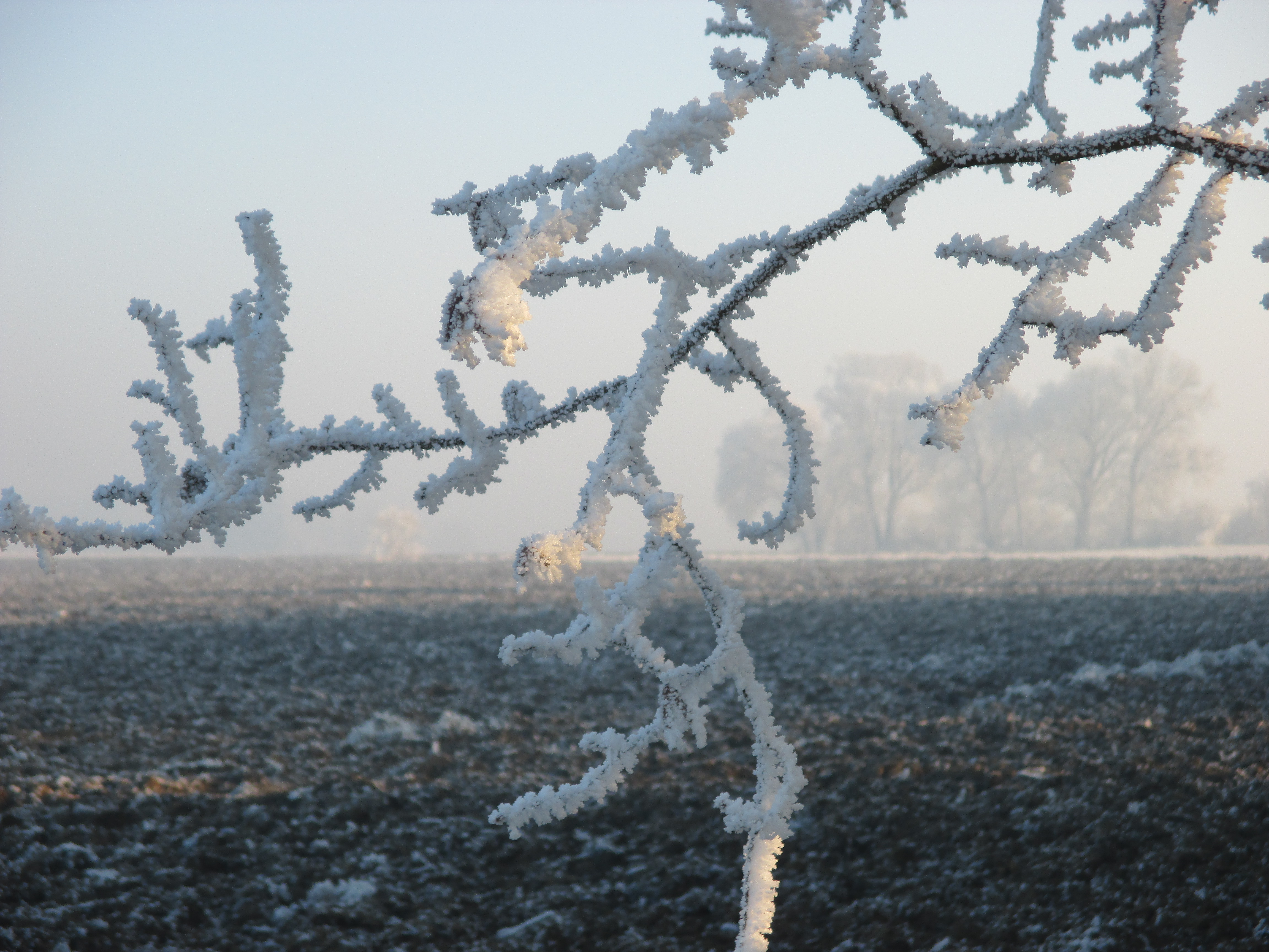 Mit Raureif überzogener Ast an einem Feld bei Erding