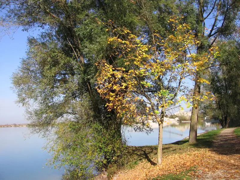 Herbstlich gefärbte Bäume am Ufer des Kronthaler Weihers