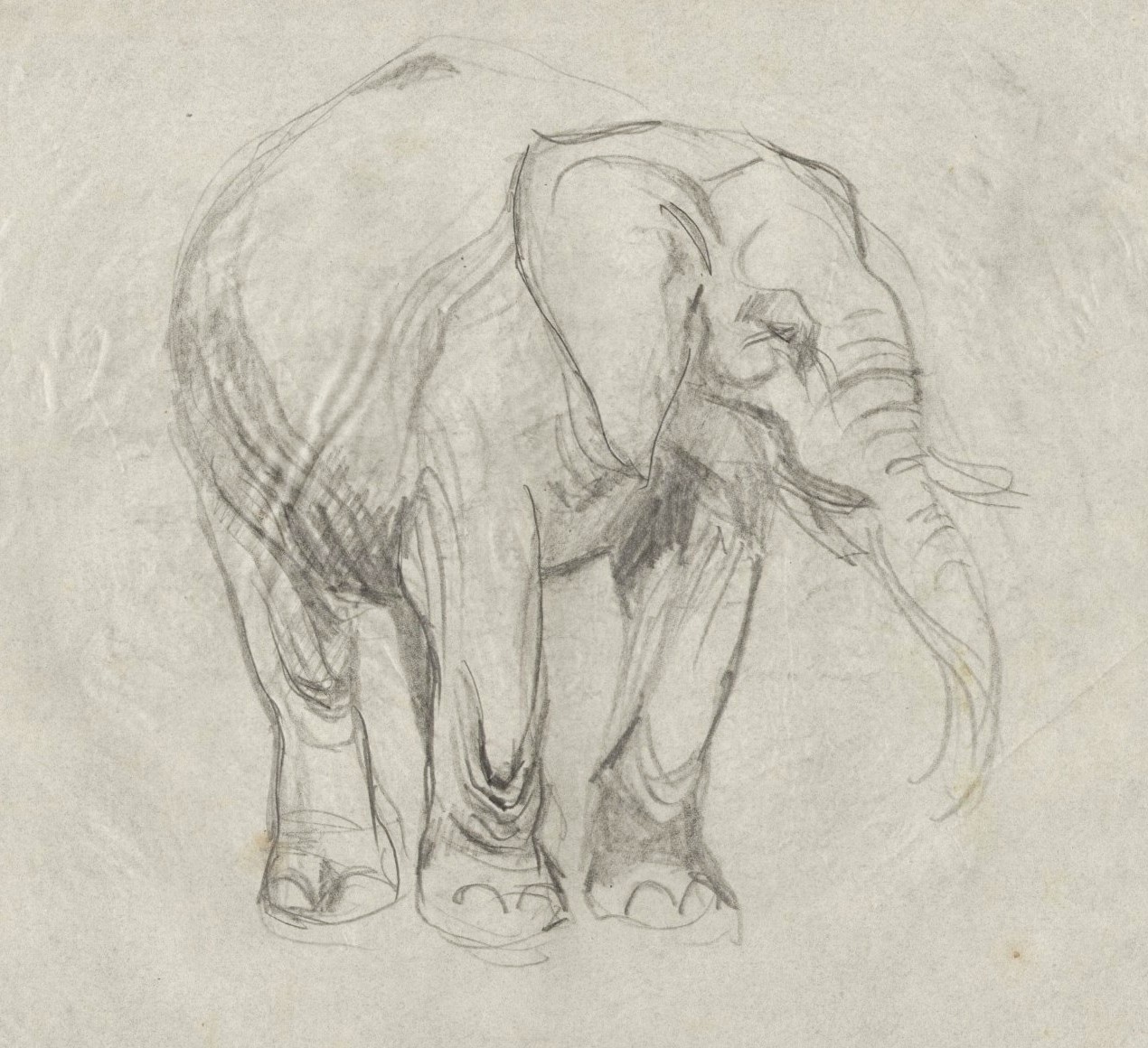 Grafische Darstellung eines Elefanten von Franz Xaver Stahl